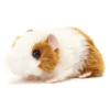 Teddy HERMANN® Meerschweinchen Gold-weiß, 18 Cm -Babyartikel Geschäft teddy hermann meerschweinchen gold weiss 18 cm a247164